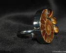 Ring Featuring Cut And Polished Ammonite #648-1